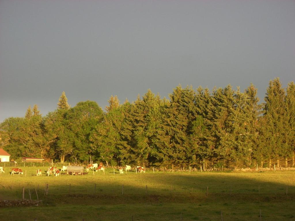 Les Roulottes De La Ferme Des Chanaux Saint-Julien-d'Ance Phòng bức ảnh